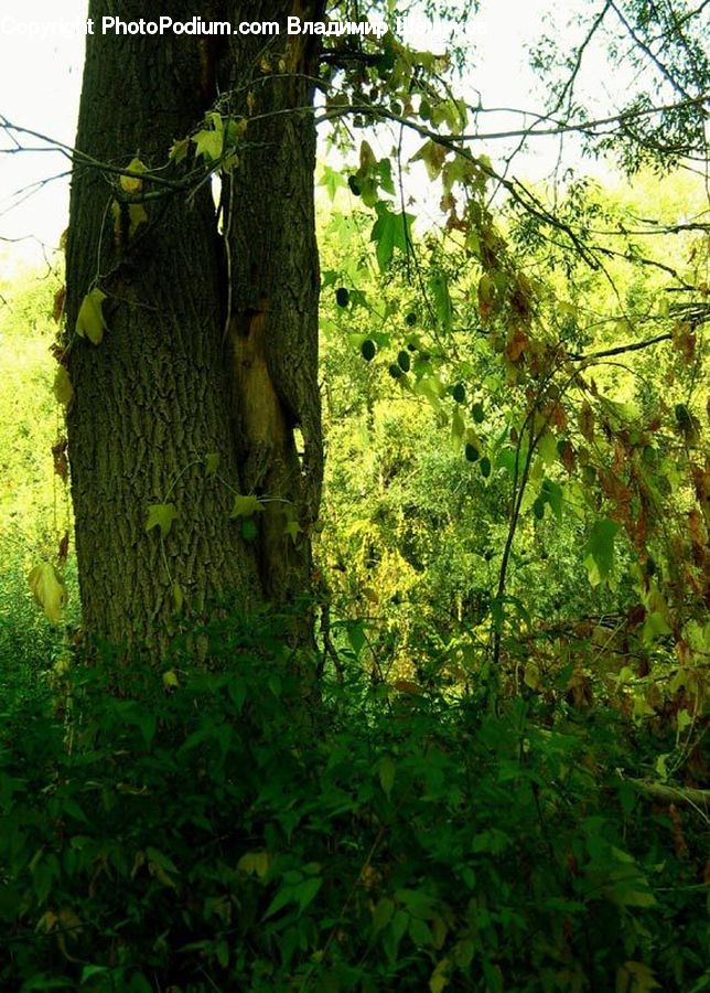 Ivy, Plant, Vine, Oak, Tree, Wood, Forest