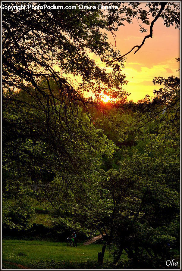 Forest, Vegetation, Dawn, Dusk, Sky, Sunrise, Sunset