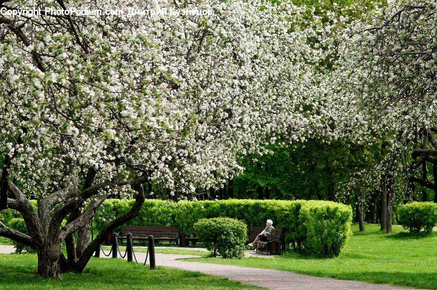 Park, Blossom, Flora, Flower, Plant, Bench, Tree