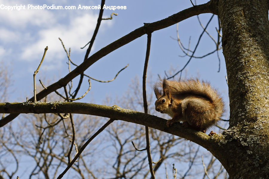 Animal, Mammal, Rodent, Squirrel, Birch, Tree, Wood