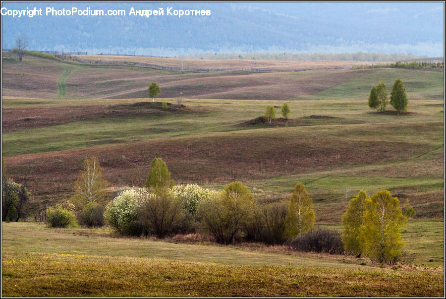 Field, Grass, Grassland, Land, Outdoors, Bush, Plant