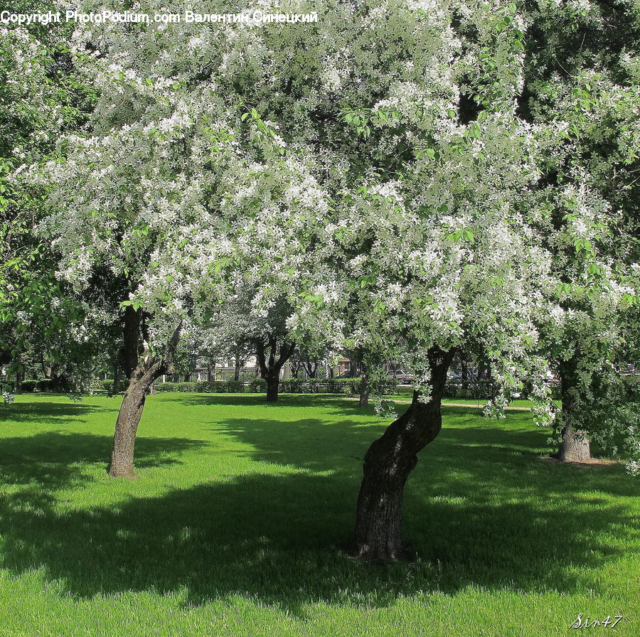 Oak, Tree, Wood, Blossom, Cherry Blossom, Flower, Plant