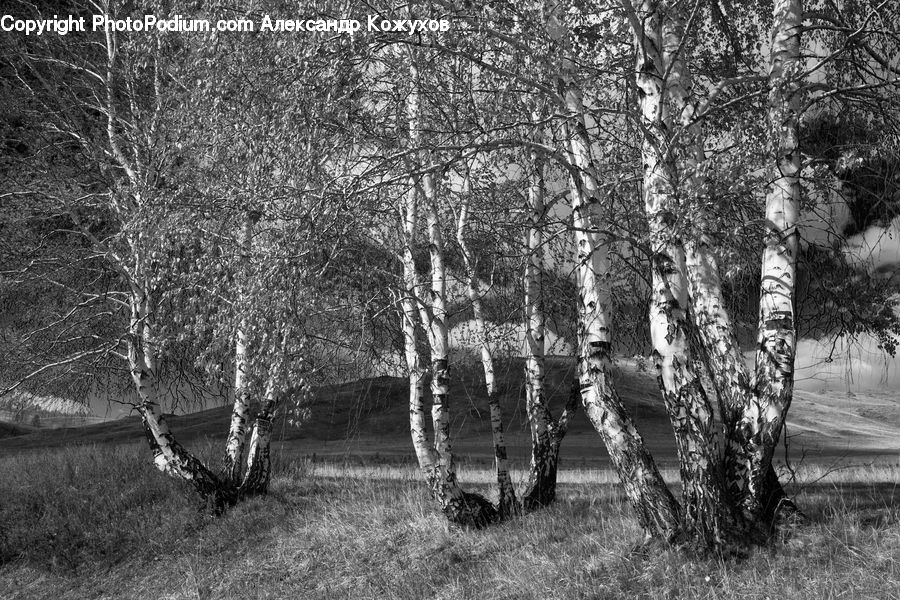 Birch, Tree, Wood, Forest, Vegetation, Grove, Land