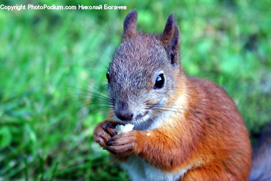 Animal, Mammal, Rodent, Squirrel, Field, Grass, Grassland