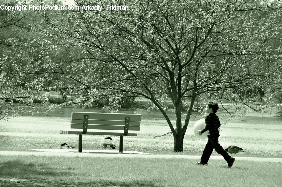 People, Person, Human, Bench, Park, Fir, Forest