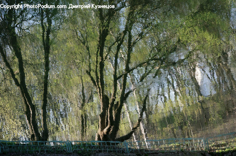 Plant, Tree, Willow, Birch, Wood, Forest, Vegetation