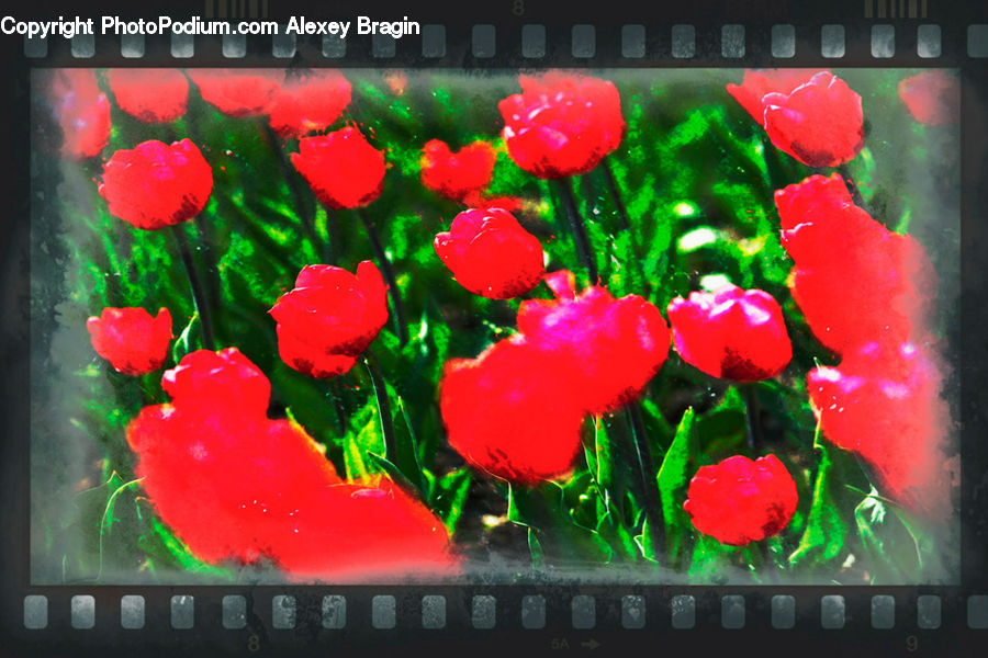 Blossom, Flower, Plant, Rose, Flora, Poppy, Electronics