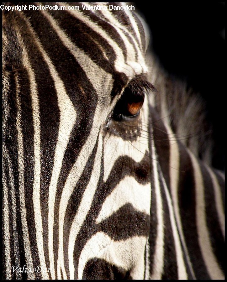 Animal, Mammal, Zebra