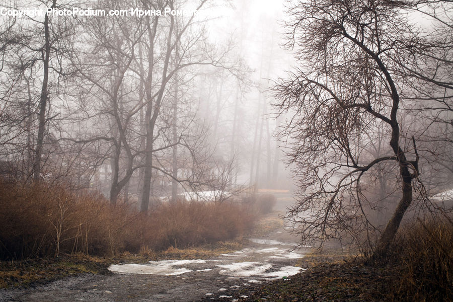 Fog, Mist, Outdoors, Landscape, Nature, Scenery, Forest