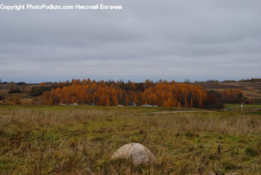 Field, Grass, Grassland, Land, Outdoors, Plant, Conifer