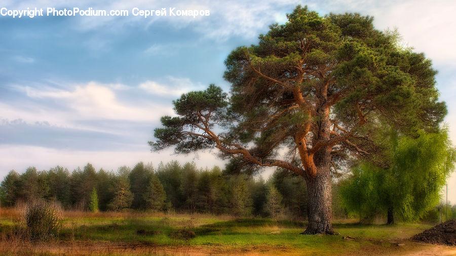 Conifer, Fir, Plant, Tree, Oak, Wood, Dirt Road