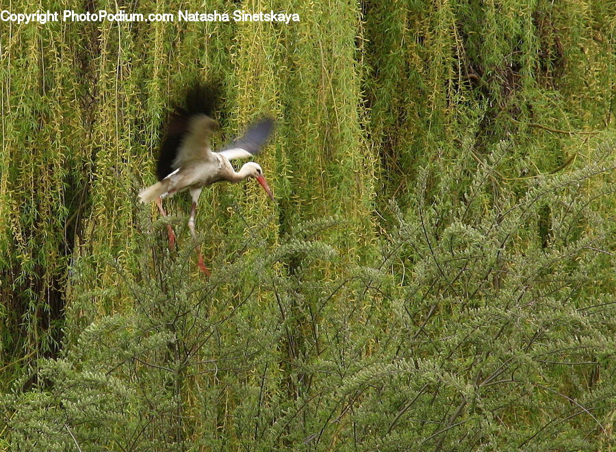 Bird, Stork, Crane Bird, Heron, Booby, Field, Grass