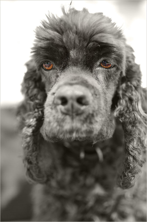 Animal, Canine, Cocker Spaniel, Dog, Mammal, Pet, Spaniel