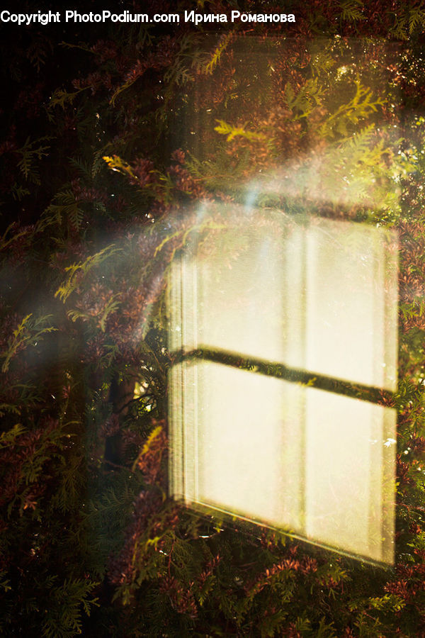 Plant, Potted Plant, Light, Moss, Forest, Jungle, Rainforest