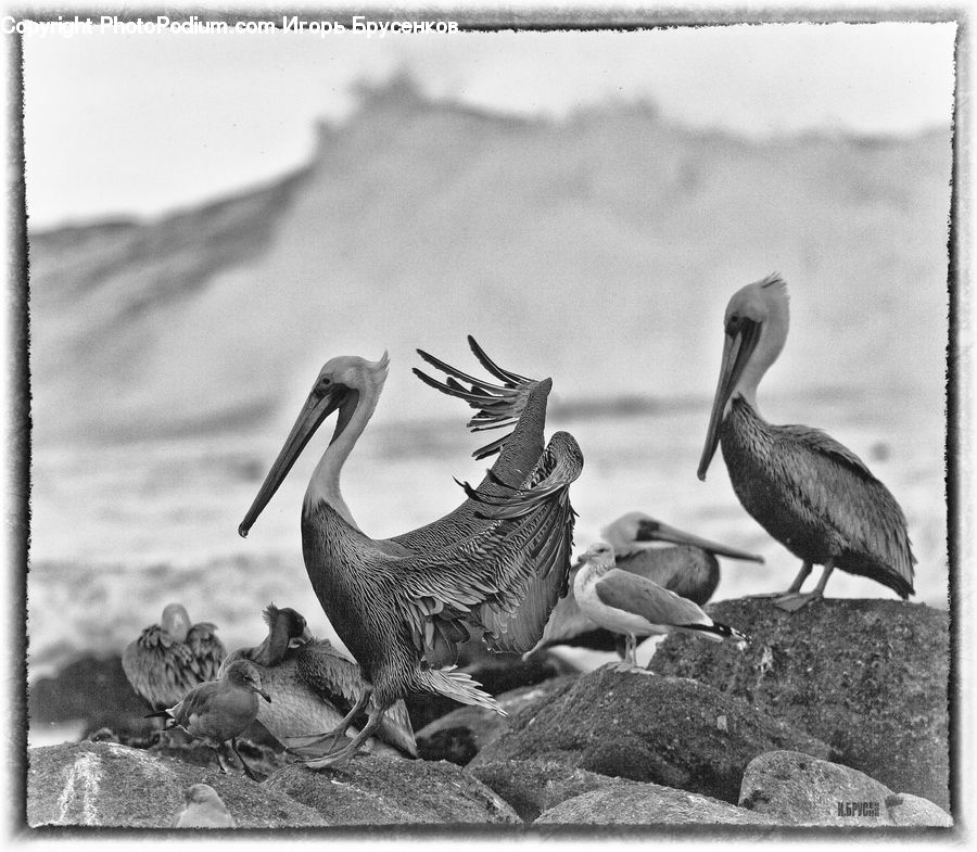 Bird, Pelican, Beak, Stork