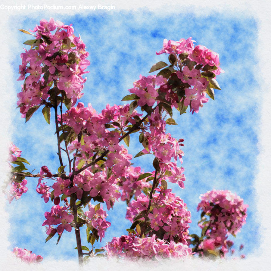 Blossom, Flora, Flower, Plant, Cherry Blossom, Lilac, Art