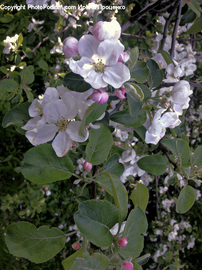 Blossom, Flora, Flower, Plant, Petal, Lilac, Geranium