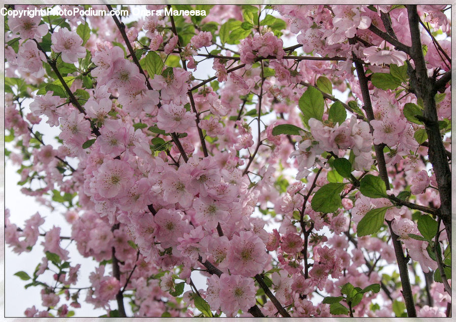 Blossom, Flora, Flower, Plant, Cherry Blossom, Lilac
