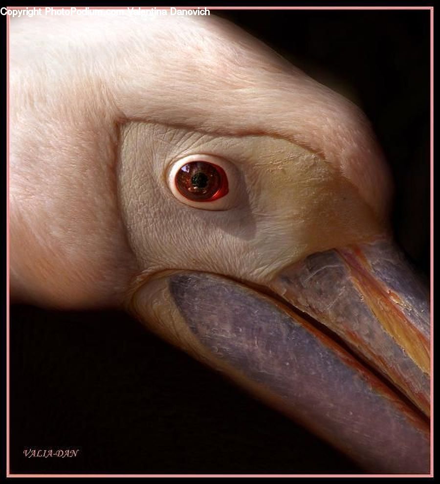 Beak, Bird, Head, Portrait