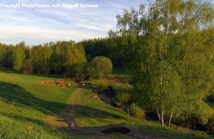 Conifer, Fir, Plant, Tree, Field, Grass, Grassland