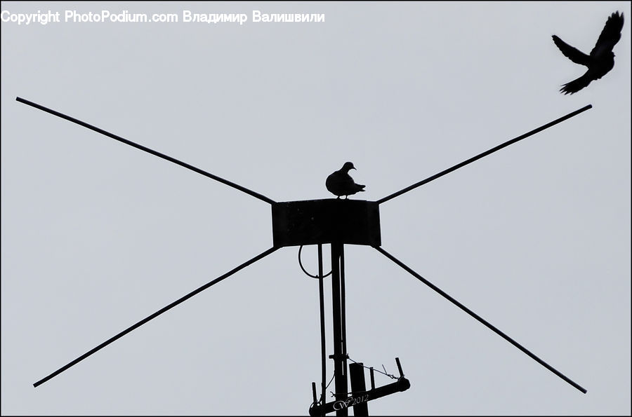 Silhouette, Bird, Blackbird, Finger, Hand, Kite Bird