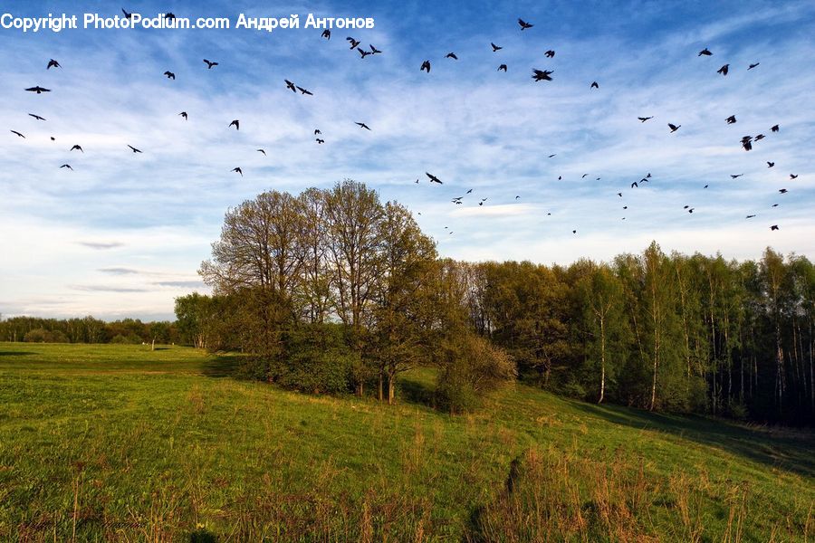 Field, Grass, Grassland, Land, Outdoors, Plant, Landscape