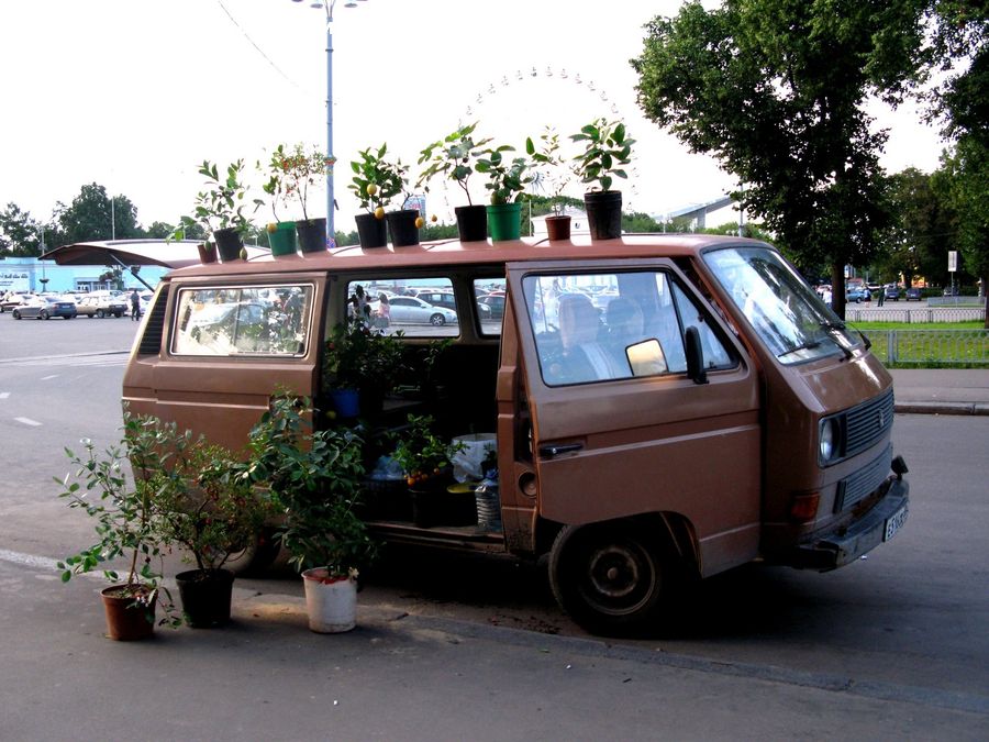 Plant, Potted Plant, Bonsai, Tree, Caravan, Van, Vehicle