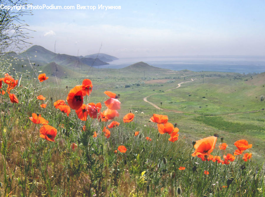 Blossom, Flora, Flower, Plant, Poppy, Field, Grass