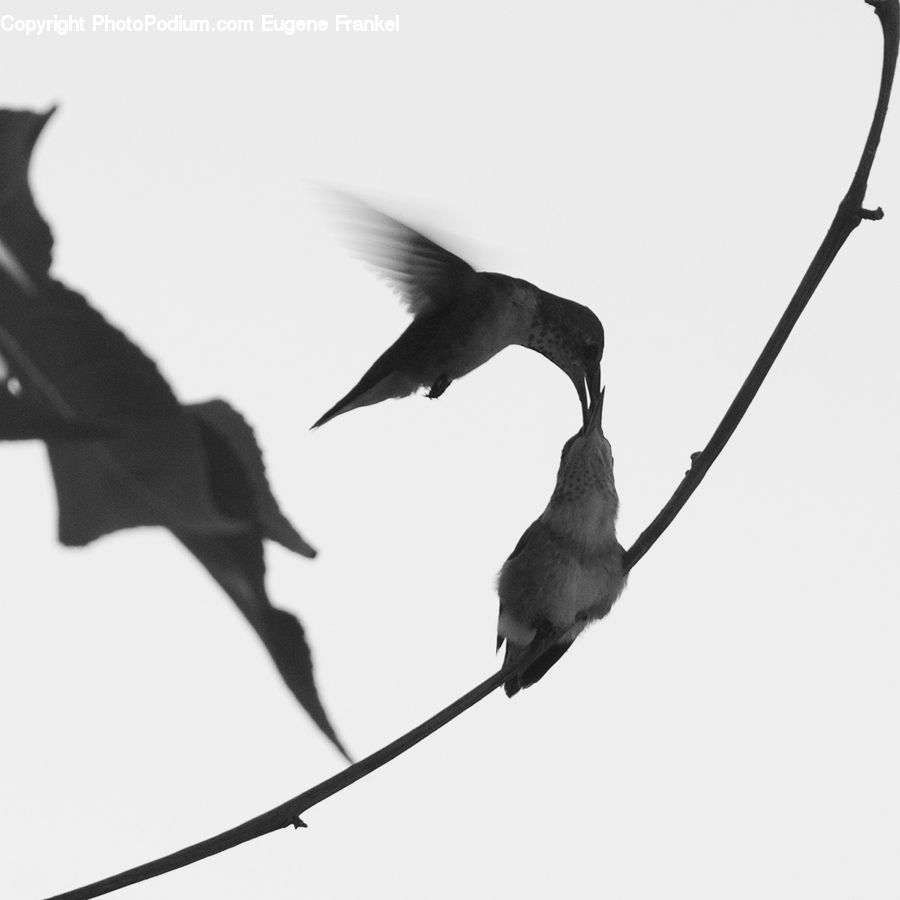 Bird, Blackbird, Crow, Silhouette, Swallow