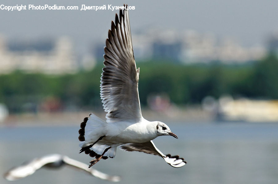 Bird, Seagull, Goose, Waterfowl, Dove, Pigeon, Head