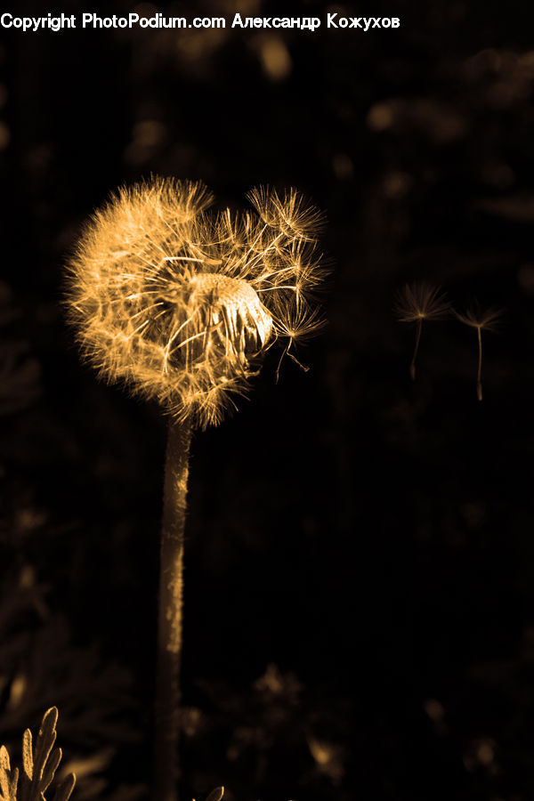 Dandelion, Flower, Plant, Fractal, Night, Outdoors, Field