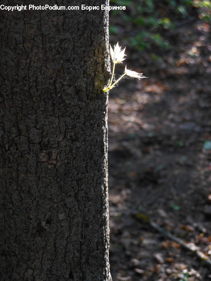 Birch, Tree, Wood, Tree Trunk, Plant, Blossom, Flora