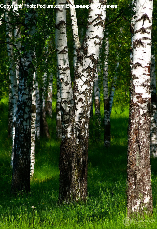 Birch, Tree, Wood, Oak, Sycamore, Tree Trunk