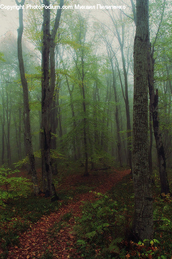 Forest, Vegetation, Grove, Land, Dirt Road, Gravel, Road