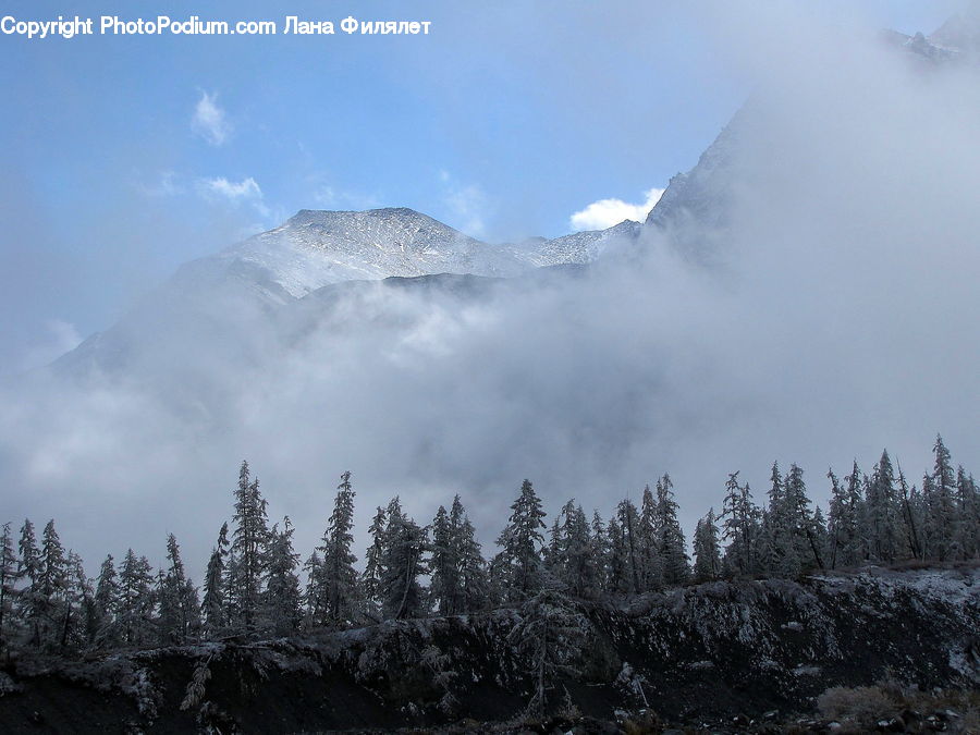 Alps, Crest, Mountain, Peak, Outdoors, Conifer, Fir