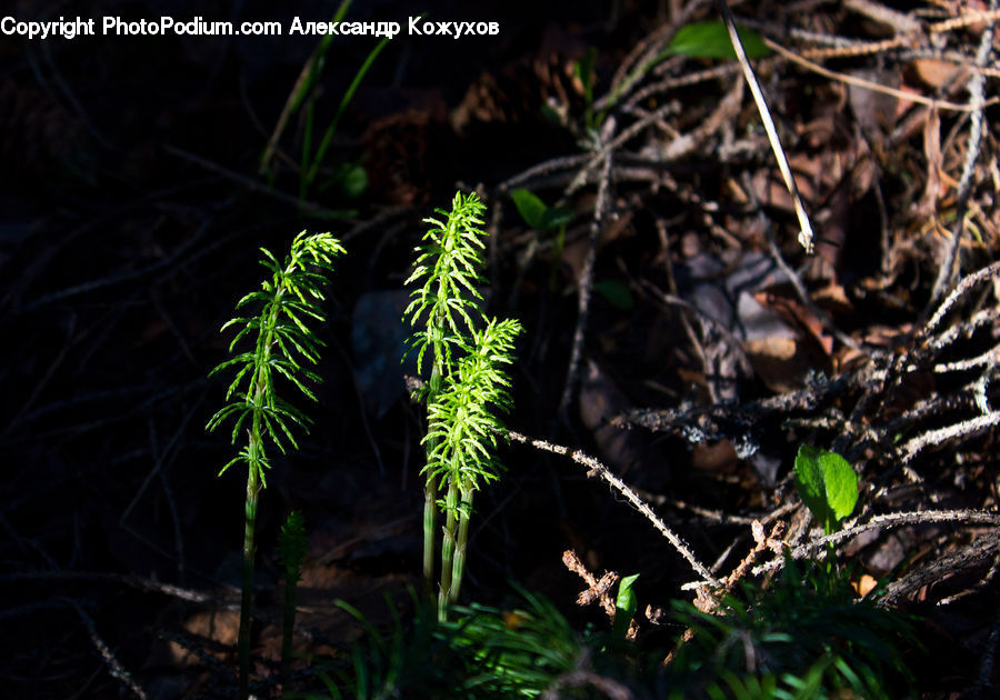 Conifer, Fir, Plant, Tree, Fern, Vegetation, Arachnid