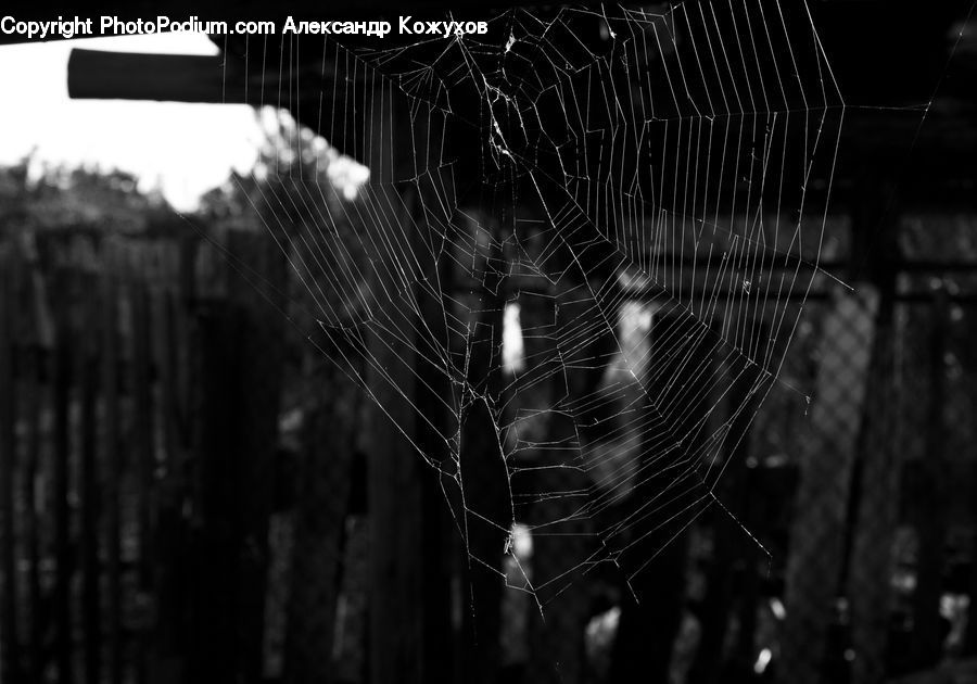 Arachnid, Garden Spider, Insect, Invertebrate, Spider, Argiope