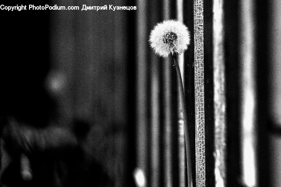 Silhouette, Plant, Anther, Flower, Petal, Blossom, Flora