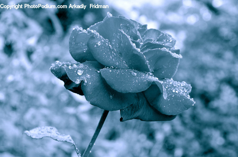 Blossom, Flora, Flower, Geranium, Plant, Frost, Ice