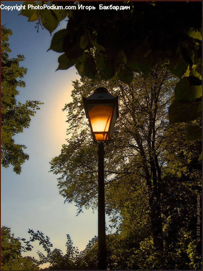 Lamp Post, Pole, Lantern, Plant, Tree, Oak, Sycamore