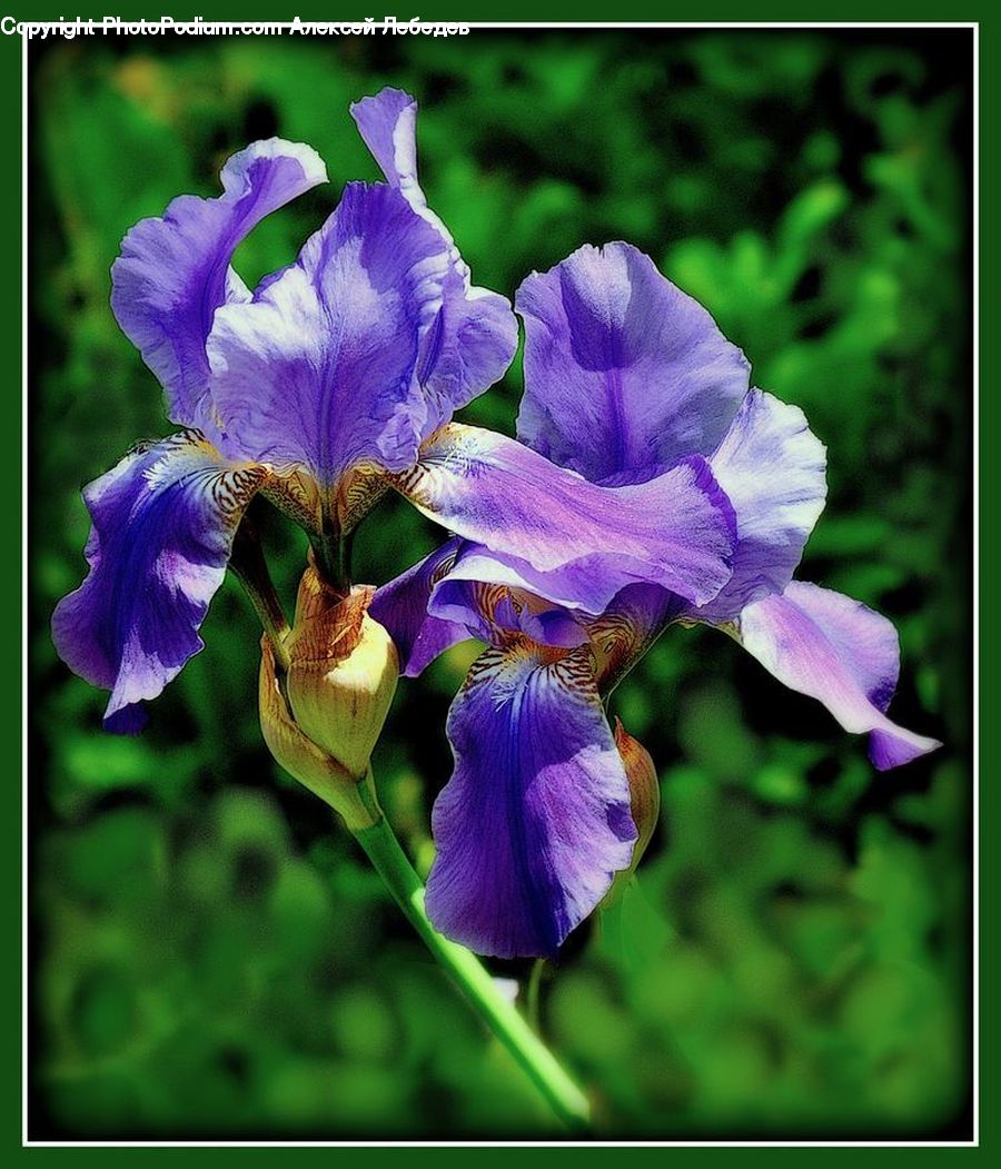 Flora, Flower, Iris, Plant, Blossom, Violet, Gladiolus