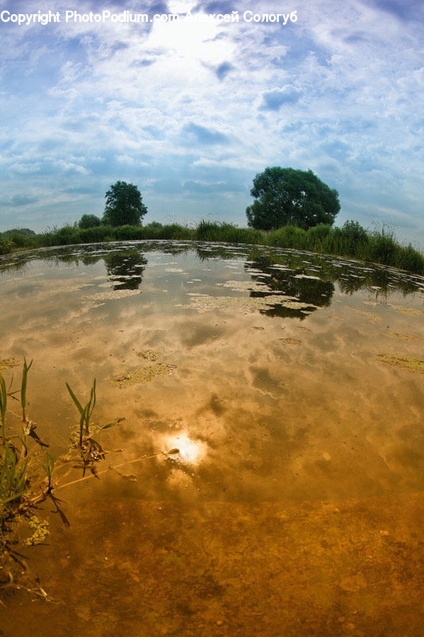 Land, Marsh, Pond, Swamp, Water, Algae, Landscape