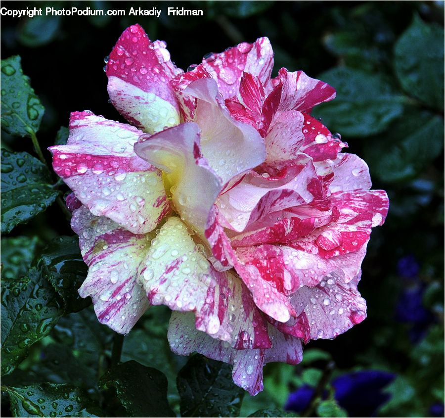 Blossom, Carnation, Flower, Plant, Flora, Hibiscus, Poppy