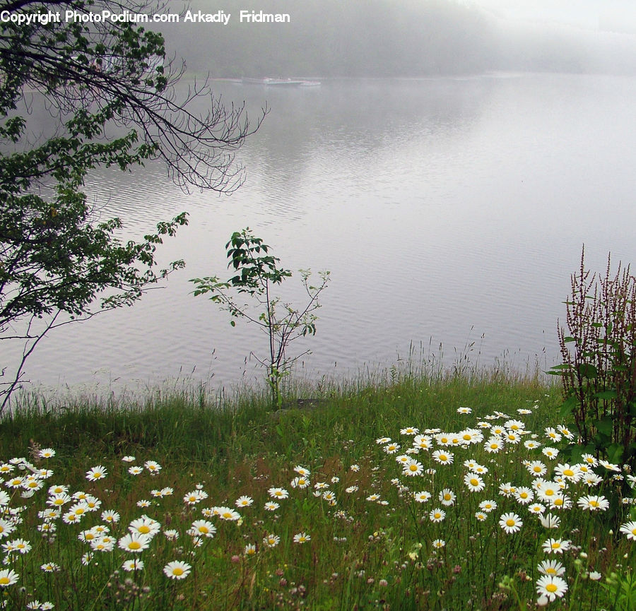 Flood, Field, Grass, Grassland, Plant, Fog, Mist