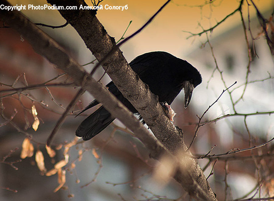 Bird, Blackbird, Crow