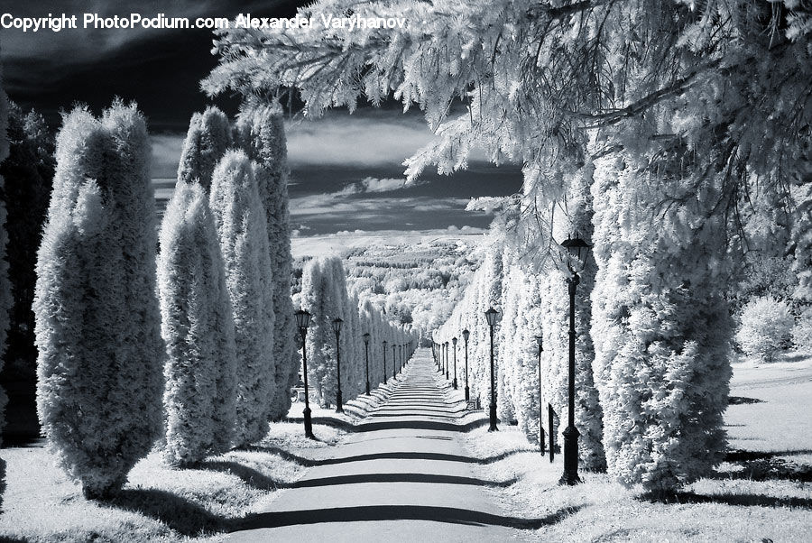Frost, Ice, Outdoors, Snow, Path, Road, Walkway