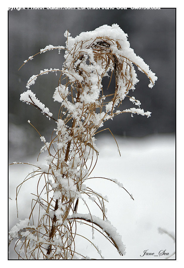 Frost, Ice, Outdoors, Snow, Grass, Plant, Reed