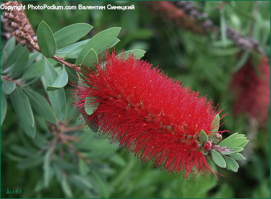 Blossom, Flora, Flower, Plant, Conifer, Fir, Tree