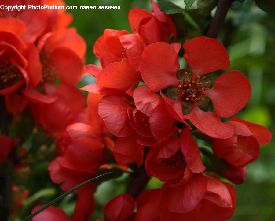 Blossom, Flora, Flower, Geranium, Plant, Petal, Potted Plant
