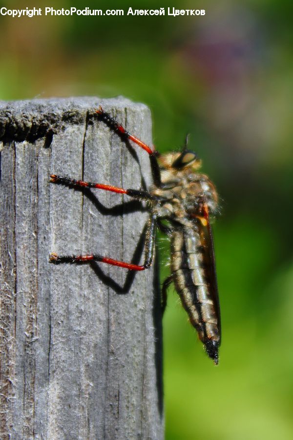 Asilidae, Insect, Anisoptera, Dragonfly, Invertebrate, Apidae, Bee